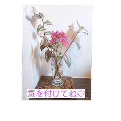[LINEスタンプ] 空と植物の日常会話