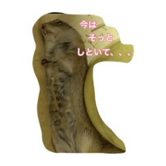[LINEスタンプ] koronbaru byayumi