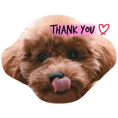 [LINEスタンプ] トイプードルのくぅちゃん