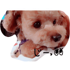[LINEスタンプ] ハッピーわんこ