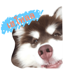 [LINEスタンプ] bozothehusky