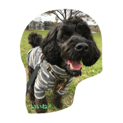 [LINEスタンプ] nico of cavapoooo！