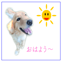 [LINEスタンプ] 犬とネコの日常会話