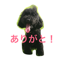 [LINEスタンプ] トイプードル 小太郎