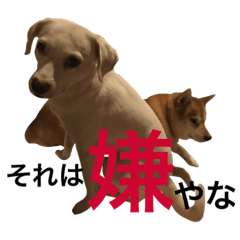 [LINEスタンプ] 柴犬と白い雑種犬-12