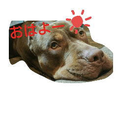 [LINEスタンプ] kaiser haru