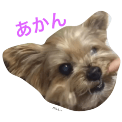 [LINEスタンプ] ヨークシャーテリアのアミちゃん