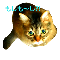 [LINEスタンプ] 本日のご気分