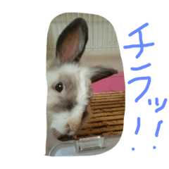 [LINEスタンプ] リアルうさぎスタンプ