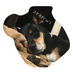 [LINEスタンプ] 犬の日常を過ごし方