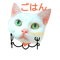 [LINEスタンプ] アメショの みるく