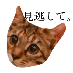 [LINEスタンプ] Cat Hime