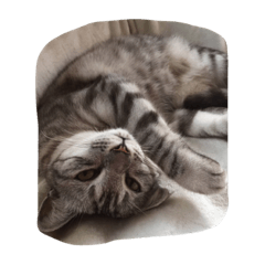 [LINEスタンプ] 虎のいちにち