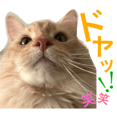 [LINEスタンプ] ノルのレッチュん