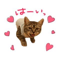 [LINEスタンプ] 南さんちのぶんちゃん1