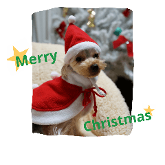 [LINEスタンプ] Yorkie arisu (Christmas ＆ New Year)