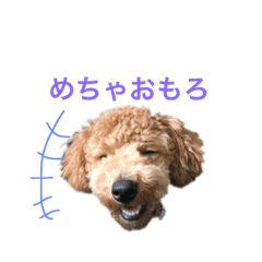 [LINEスタンプ] トイプーもこ☆関西弁もあるよ