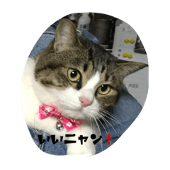 [LINEスタンプ] 猫ニャン！