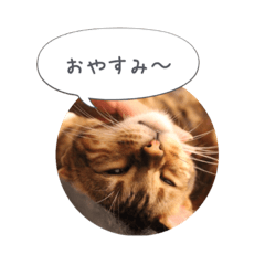 [LINEスタンプ] dotarrow bengal part2
