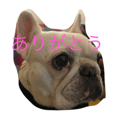 [LINEスタンプ] A beautiful dog 2