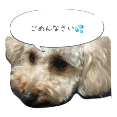 [LINEスタンプ] トイ プードル 杏ちゃん 1