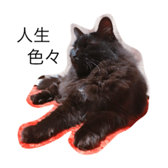 [LINEスタンプ] 愛すべきお猫さま3の画像（メイン）