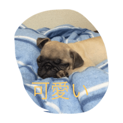 [LINEスタンプ] 犬のセナ＆イブ＆ライのスタンプ