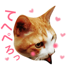 [LINEスタンプ] ネコ『トラジ』の日常