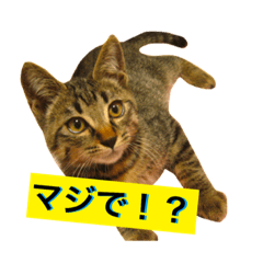 [LINEスタンプ] 猫は可愛い。
