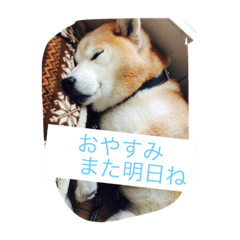 [LINEスタンプ] 柴犬だお