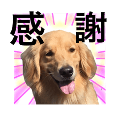 [LINEスタンプ] Nice stamp of cute dogs