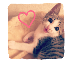 [LINEスタンプ] うちのモコちゃん