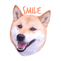 [LINEスタンプ] 柴犬はなのスタンプ