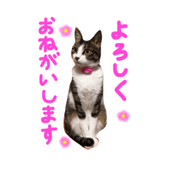 [LINEスタンプ] 実家ねこわさび
