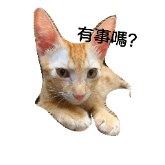 [LINEスタンプ] cat！dog