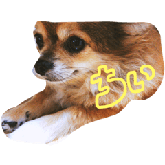 [LINEスタンプ] ちぃ。