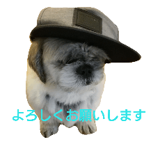 [LINEスタンプ] ペットのアイス