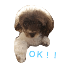 [LINEスタンプ] ミニプードル 