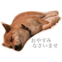 [LINEスタンプ] 柴犬 はな 2