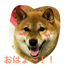 [LINEスタンプ] さくら 柴