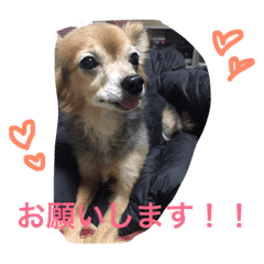 [LINEスタンプ] ちゃちゃまる2