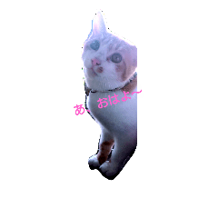 [LINEスタンプ] 我が家の茶々丸くん