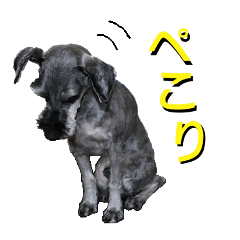 [LINEスタンプ] ミニチュアシュナウザーT 日常スタンプ