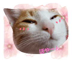 [LINEスタンプ] ネコのめるちゃん
