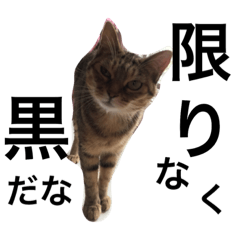 [LINEスタンプ] ❤︎ウチの猫たちの楽しい普段使い言葉❤︎