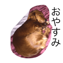 [LINEスタンプ] pet！