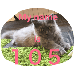 [LINEスタンプ] スコ猫105