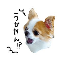 [LINEスタンプ] 愛犬プピラの日常会話