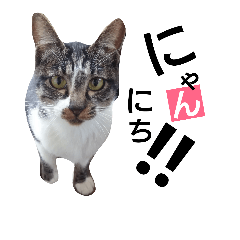 [LINEスタンプ] ねこの日常的つぶやき