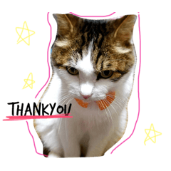 [LINEスタンプ] ちぃのあいさつ